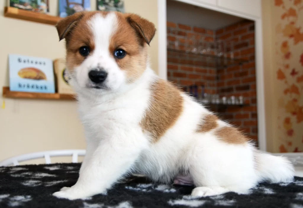 Малыш Норботтен шпиц