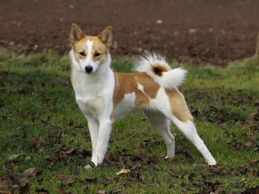 Собака породы Норботтен шпиц
