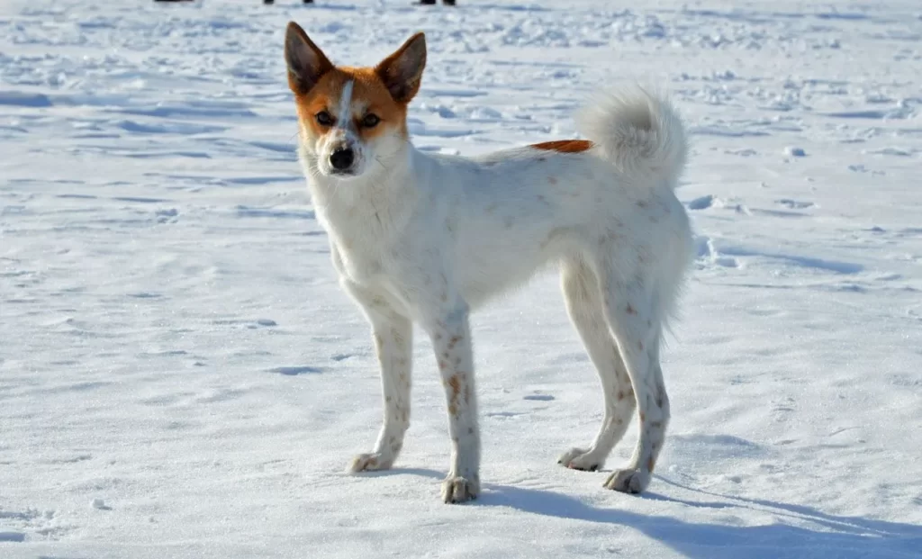 Норботтен шпиц в зимний день