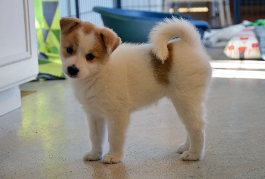 Щенок собаки породы Норботтен шпиц