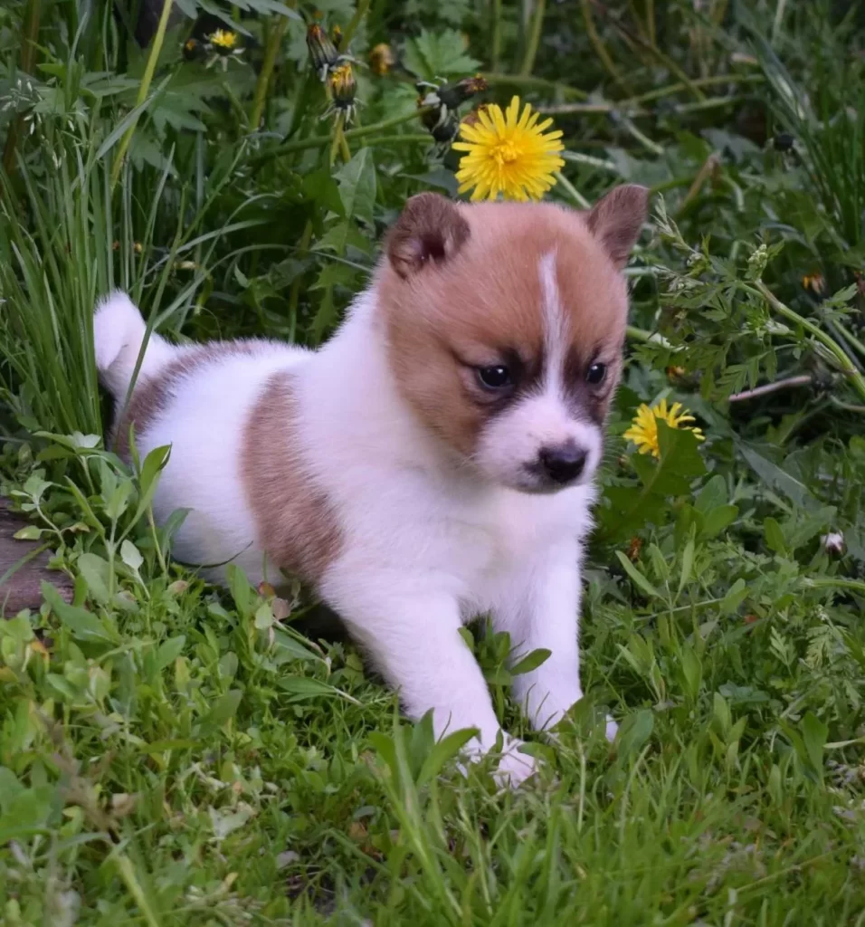 Щенок Норботтен шпиц в травке