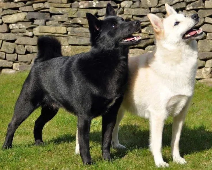 Черный и белый норвежские бухунды