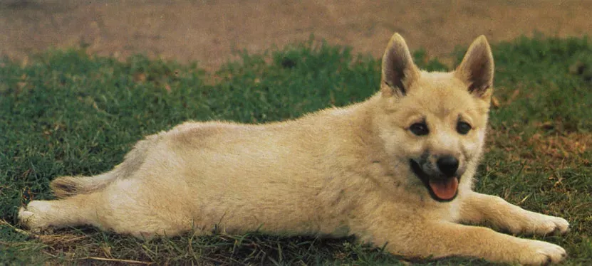 щенок норвежского бухунда - фото сепия