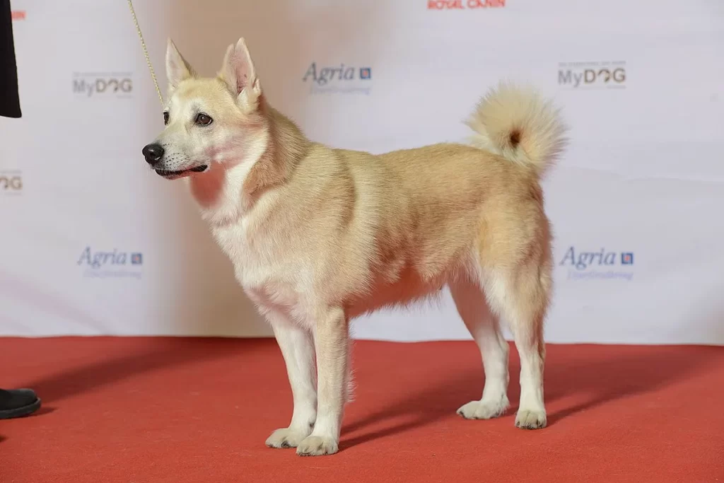 Норвежский бухунд фото