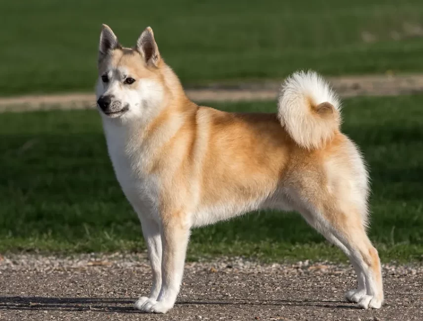 Порода собак Норвежский бухунт