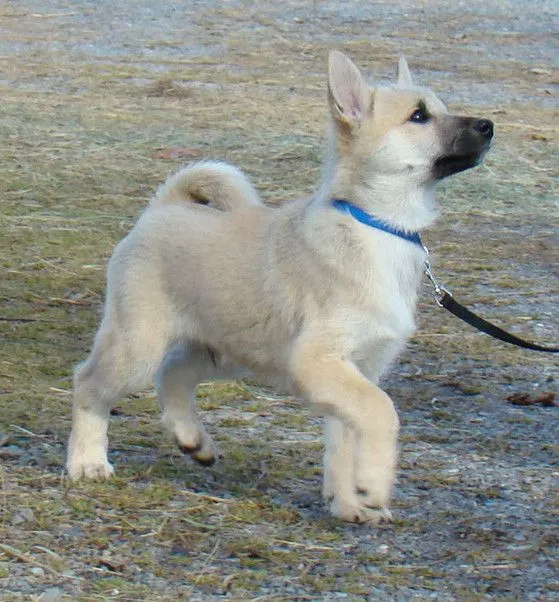 Малыш-щенок породы норвежский бухунд