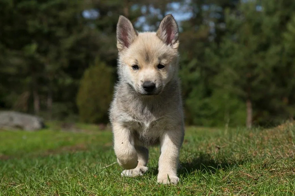 Бегущий щенок норвежского бухунда