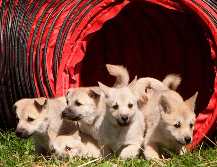 Щенки норвежского бухунда