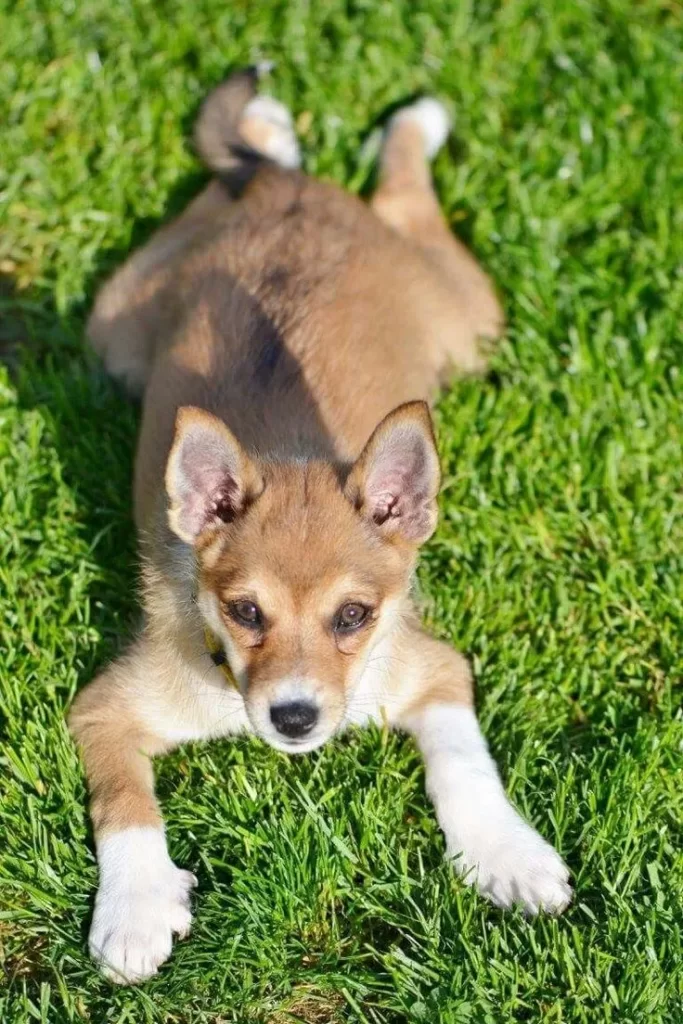 Маленький Норвежский лундехунд лежит на травке 