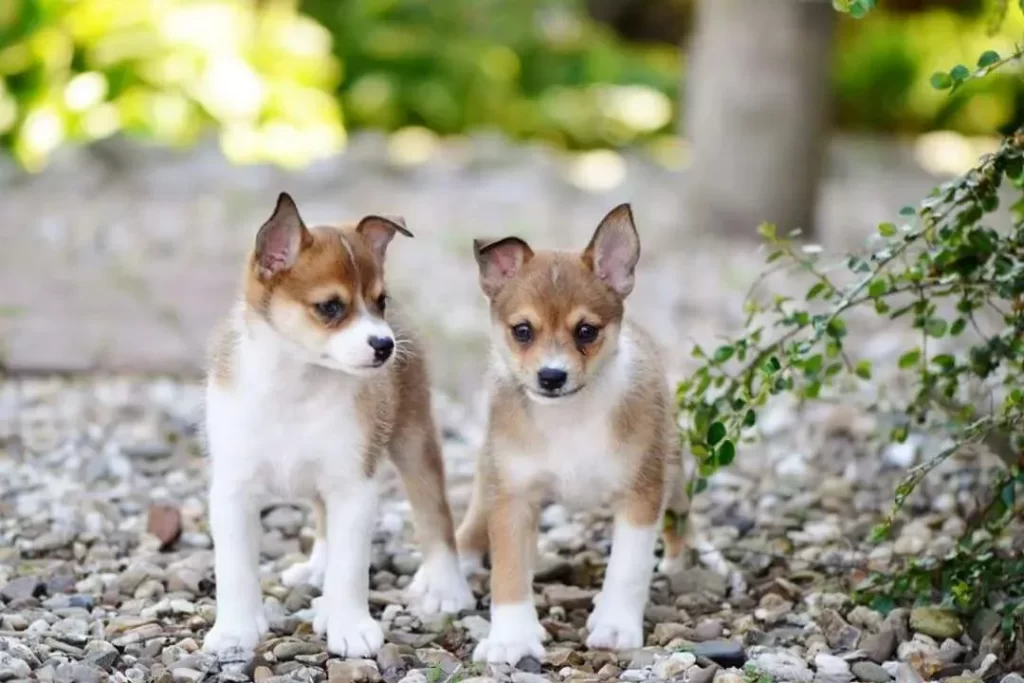 Норвежский лундехунд щенки