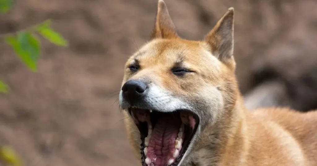 Новогвинейская поющая собака