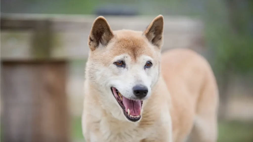 Новогвинейская поющая собака - дикая порода собак