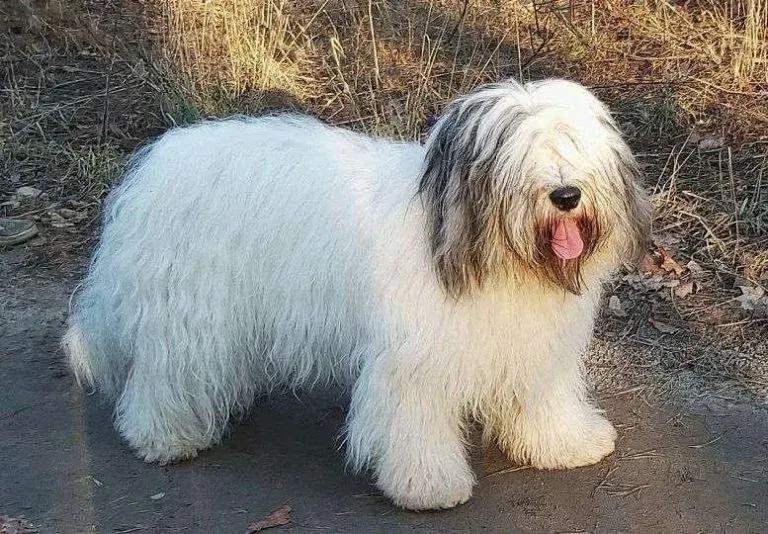 Белая польская низинная овчарка