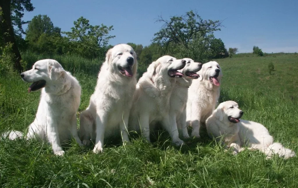 Много польских подгалянских овчарок на лужайке