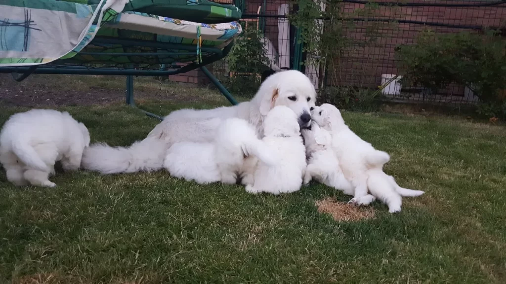 Польская подгалянская овчарка со щенками