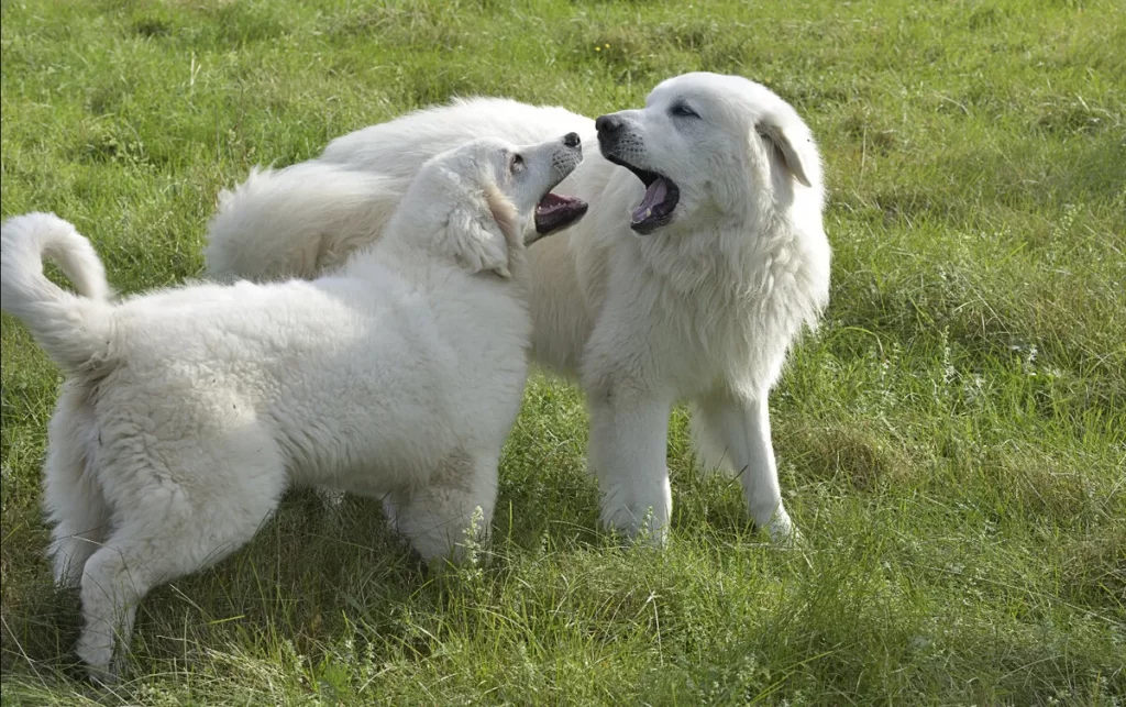 Подгалянские овчарки играют на траве