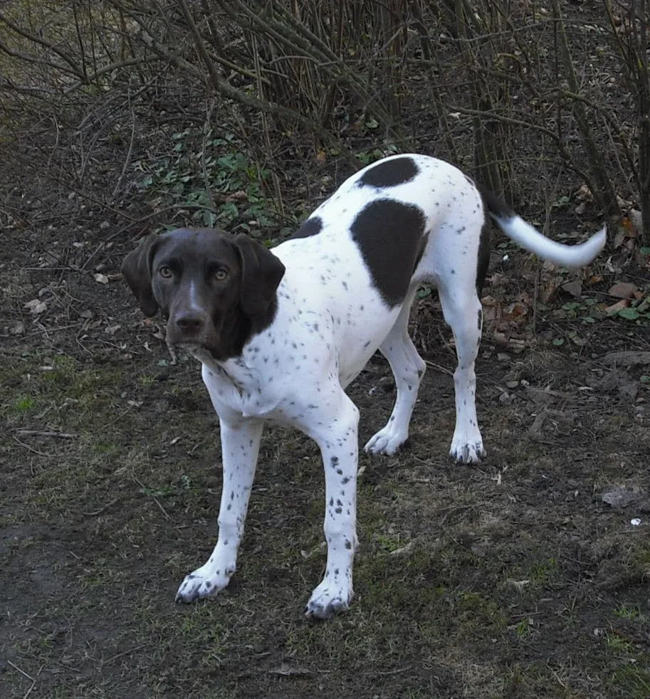 Фото собаки стародатская легавая