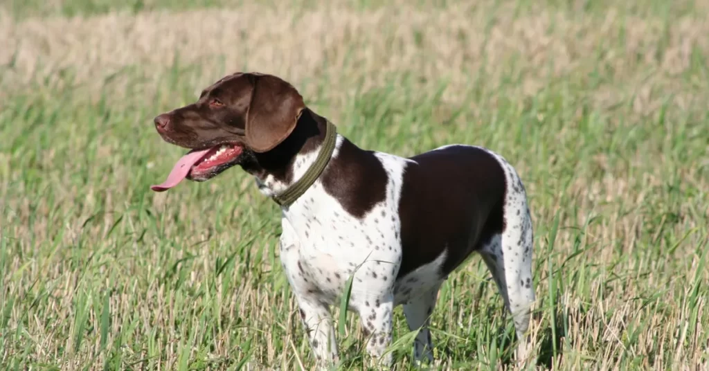 Стародатская легавая с коричневыми пятнами