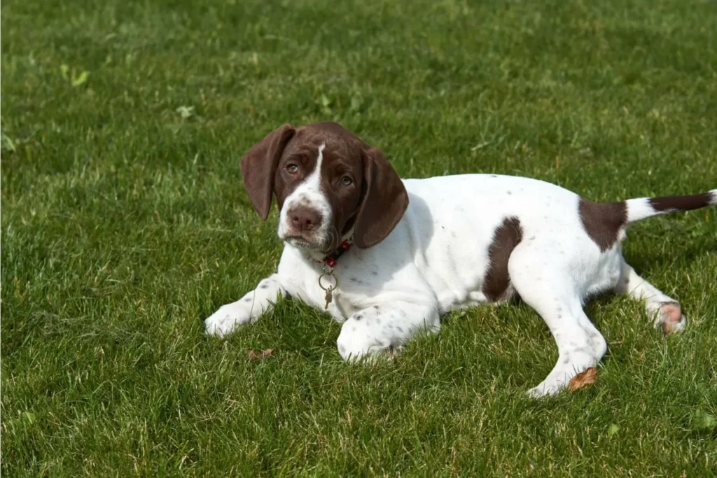Щенок стародатской легавой