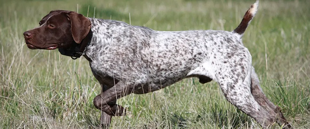 Стародатский пойнтер в рабочей стойке