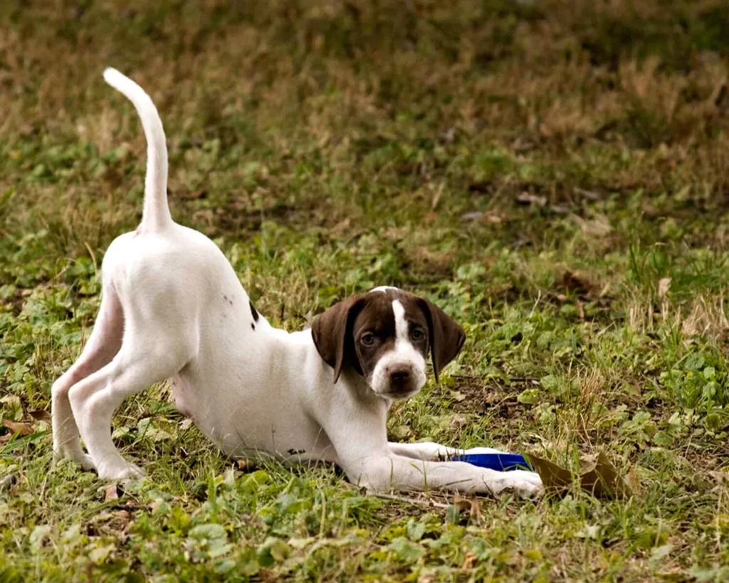 щенок английский пойнтер играет