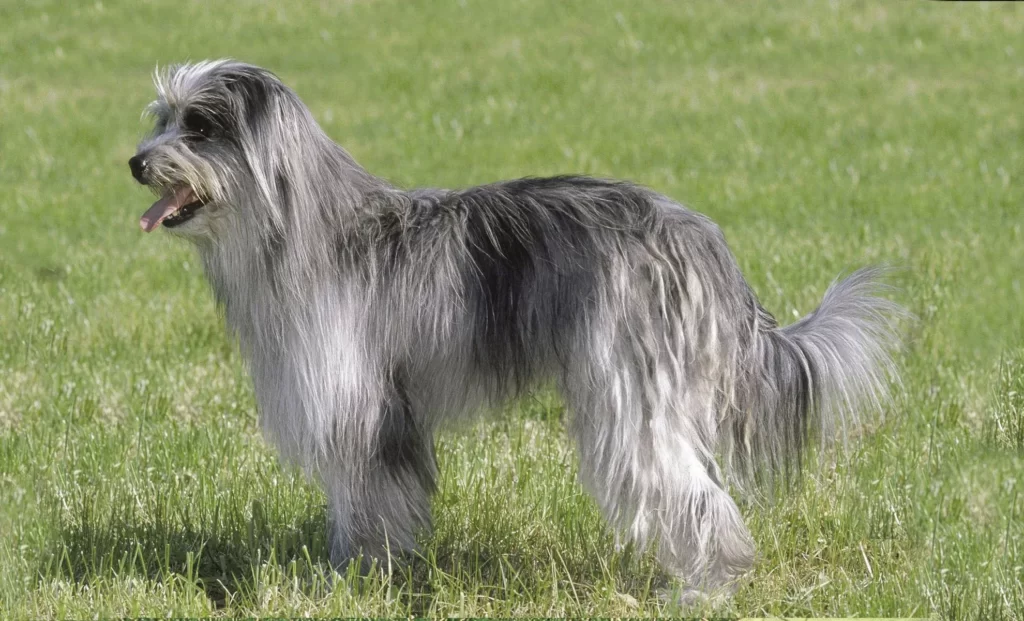 Длинношерстная пиренейская овчарка - порода собак