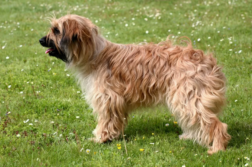 Рыжая длинношерстная «пиренейка»