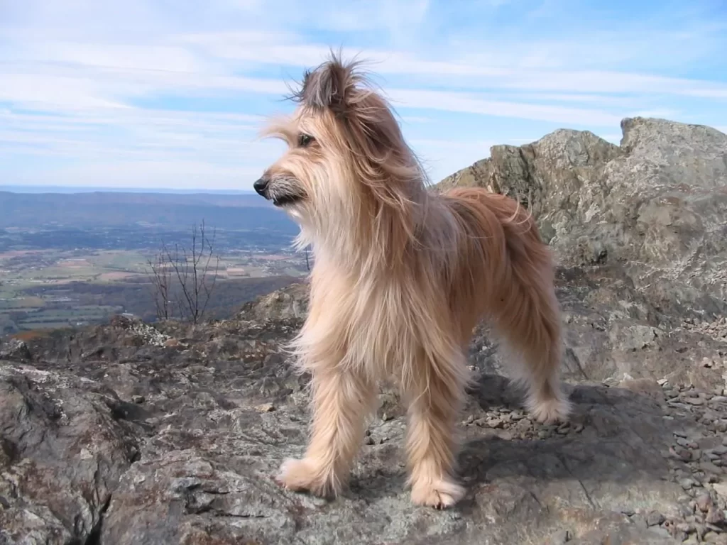 Пиренейская длинношерстная овчарка в природном пейзаже