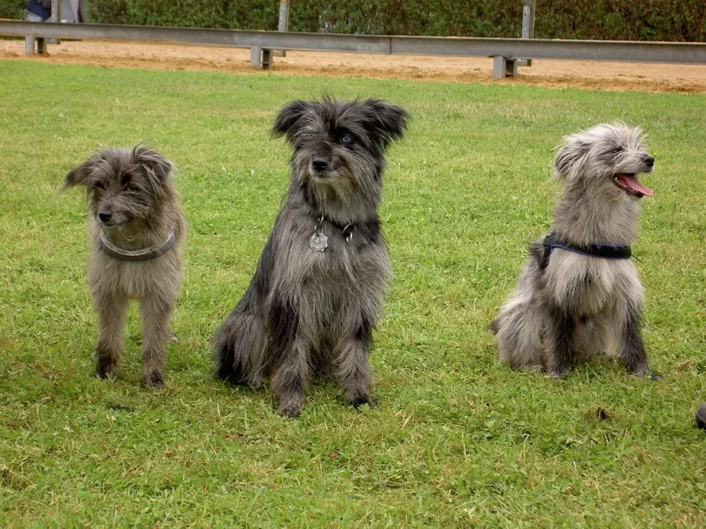 Пиренейские длинношерстные овчарки - взрослая и подростки щенки