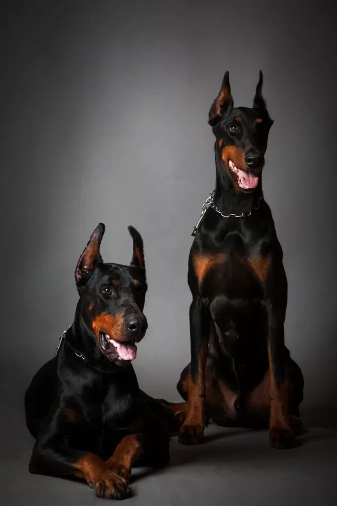 Два добермана
