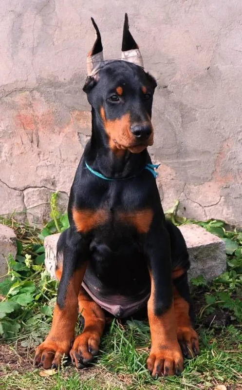 Доберман с подклеенными после купирования ушами