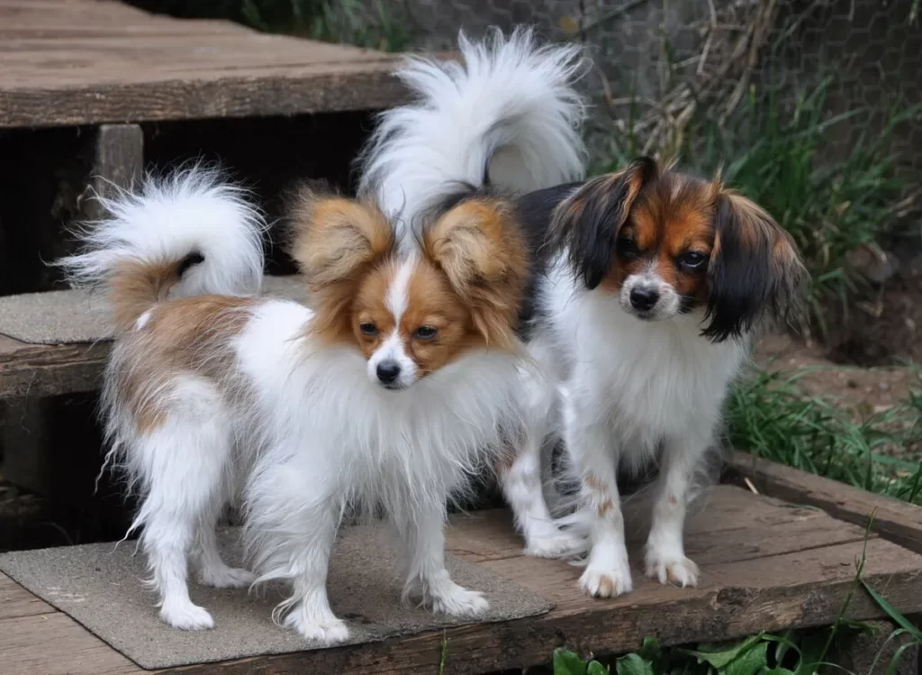 Папильон и фален вместе