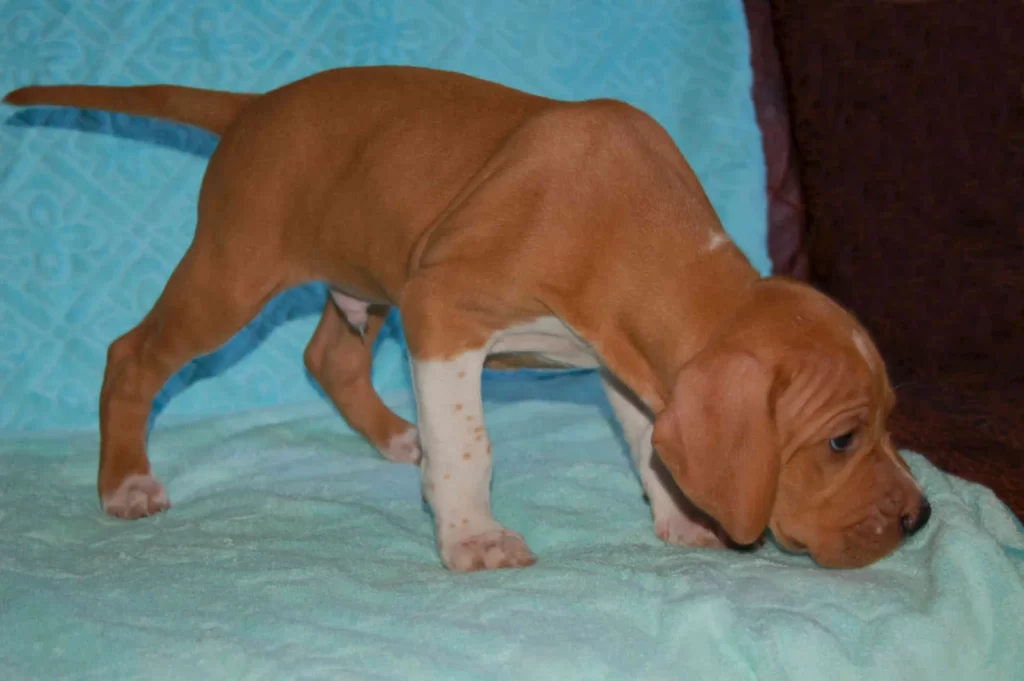 Щенок герта-пойнтер