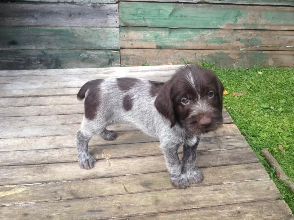 Маленький щенок немецкого дратхаара