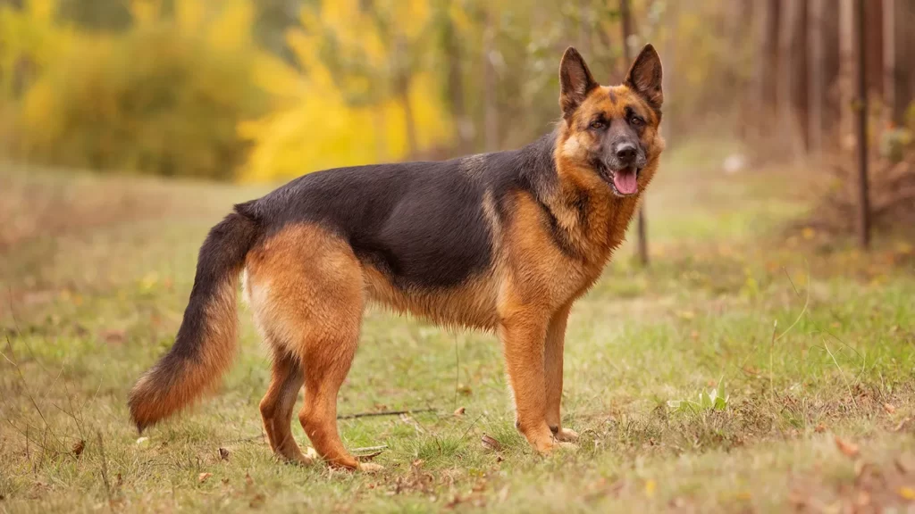 Немецкая овчарка - порода собак