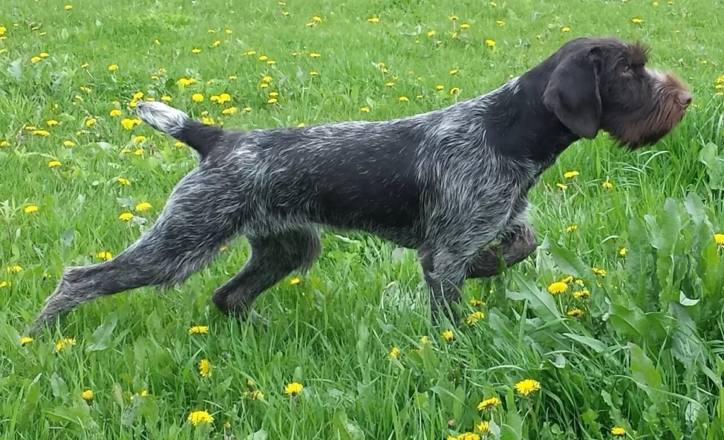 Немецкая жесткошерстная легавая Дратхаар