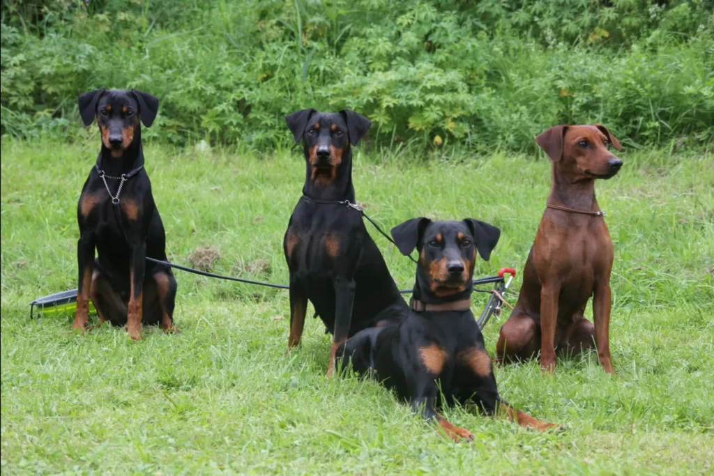 Немецкие пинчеры разных расцветок с некупированными ушами