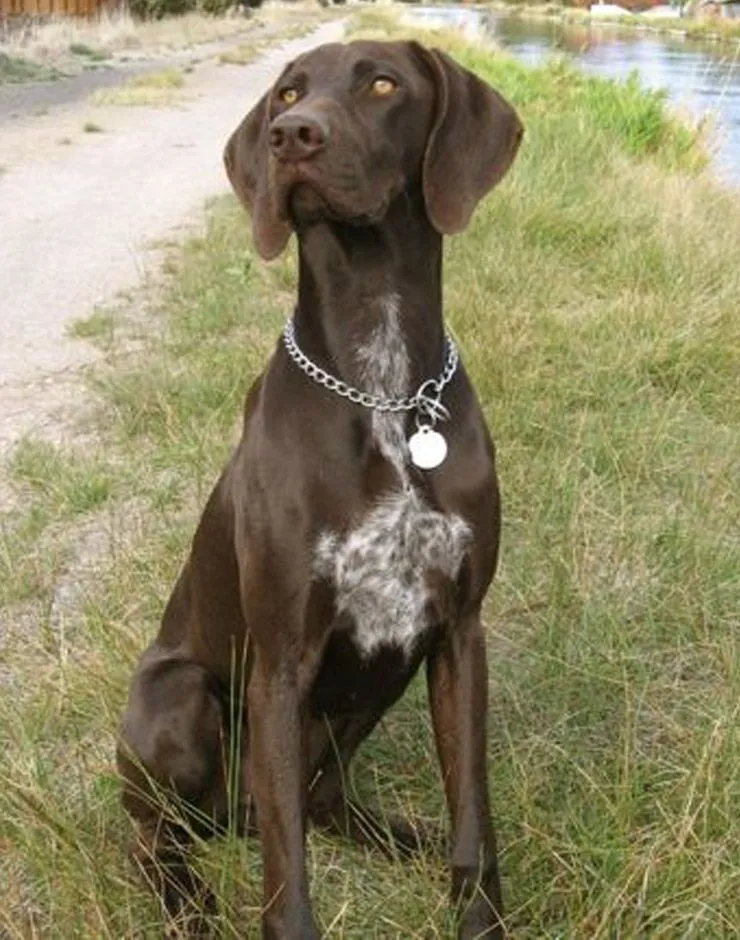 Немецкий пойнтер сидит