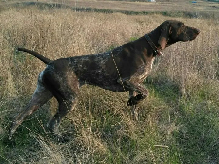 НЕмецкий пойнтер на охоте