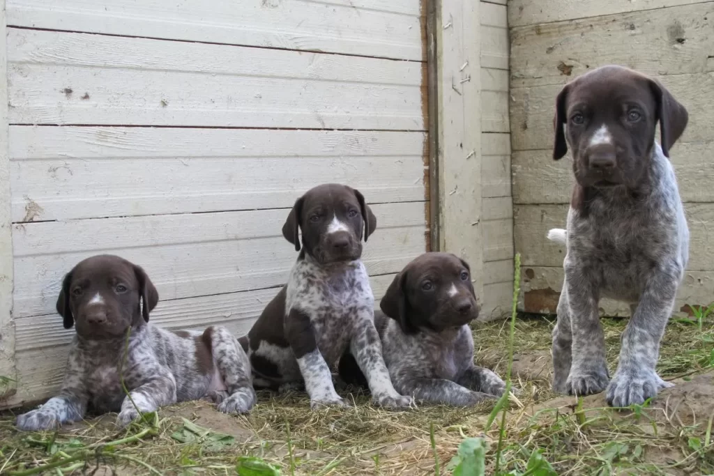 Щенки немецкого курцхаара