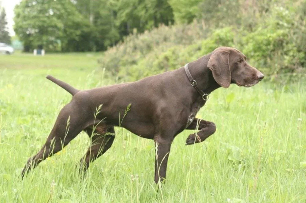 Курцхаар в рабочей стойке