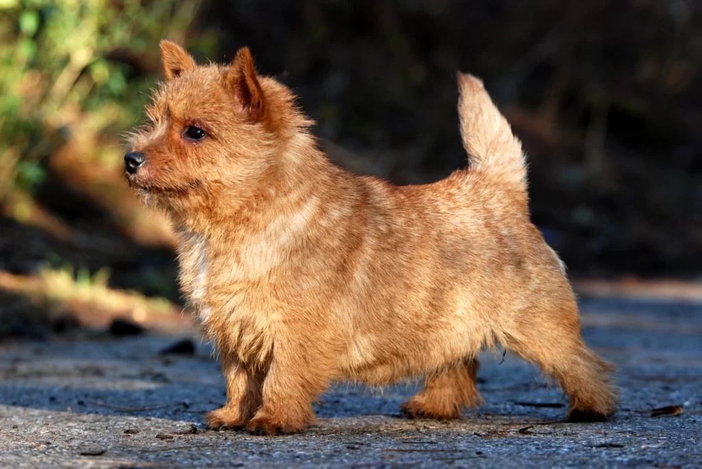 Норвич терьер - порода собак