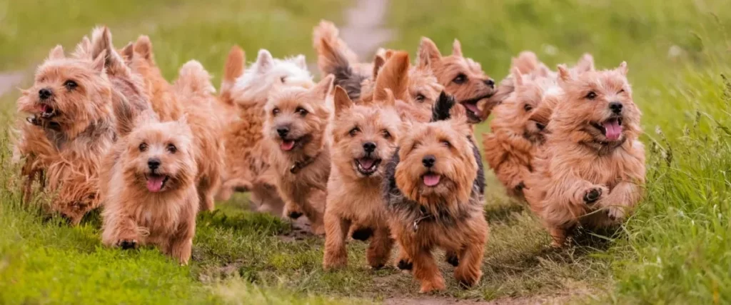 Норвич-терьеры бегут