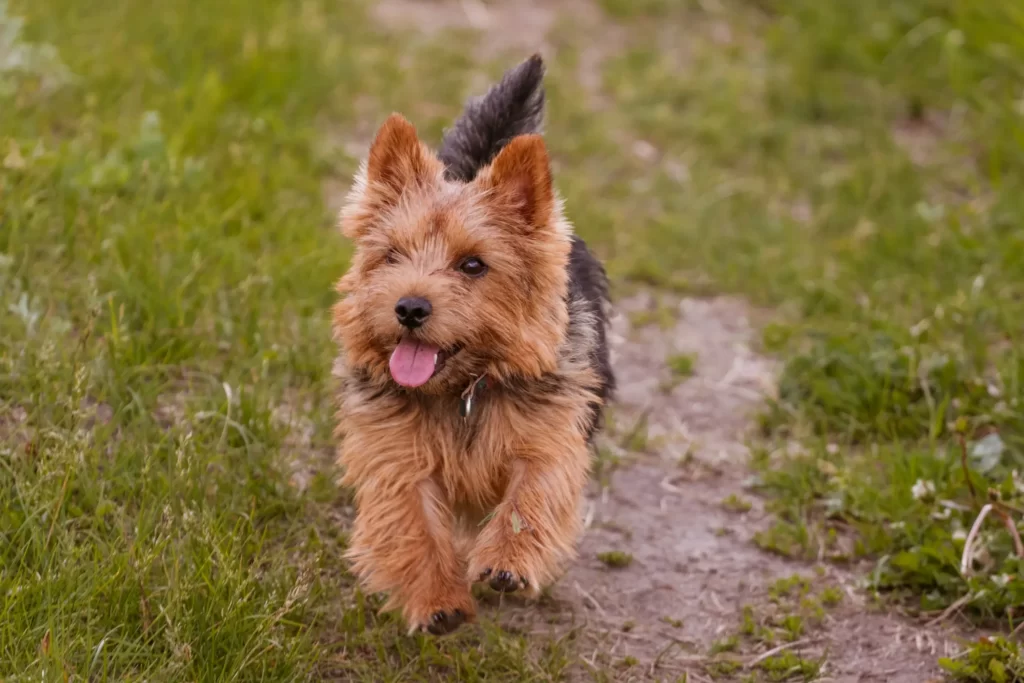 Веселый Norwich Terrier