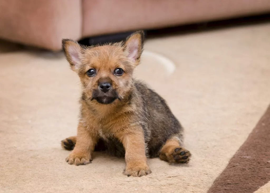 Очень маленький щенок Норвич-терьера