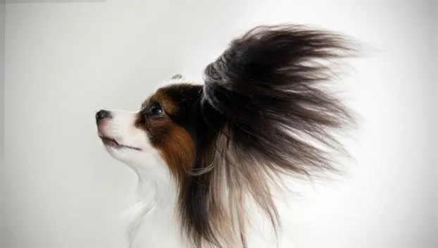 Ухо-крылышко папильона