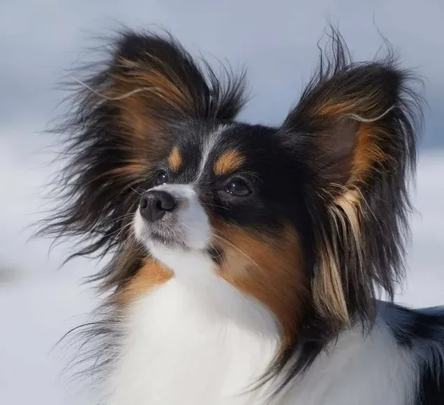 Папильон - мордочка