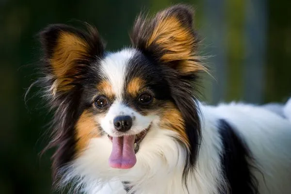 Улыбчивый папильончик