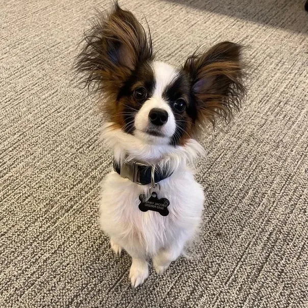 Молодой папильон