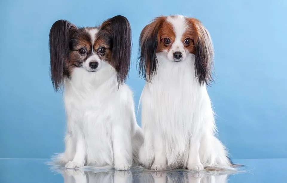 Фален и папильон вместе